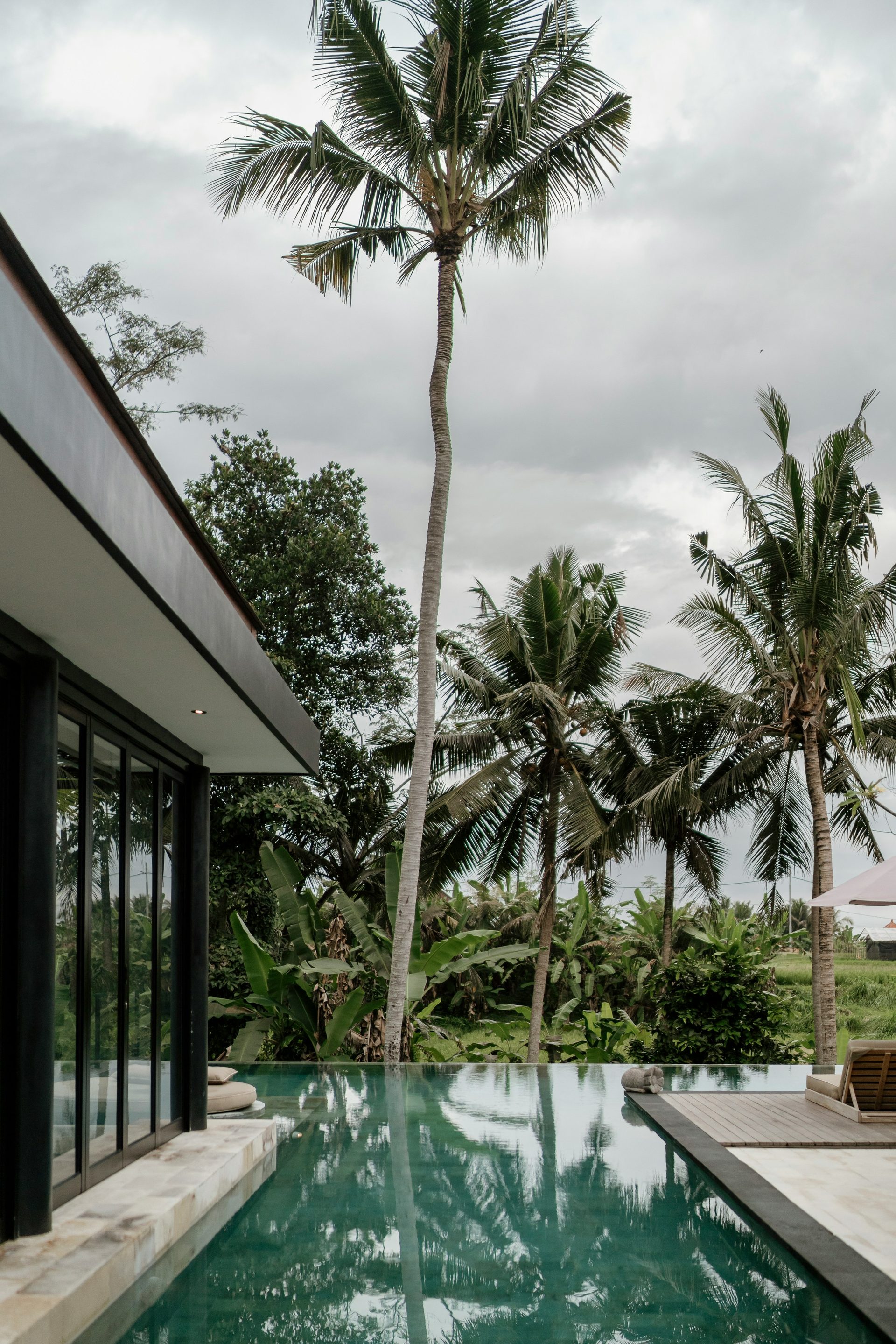 Pool with tall palm